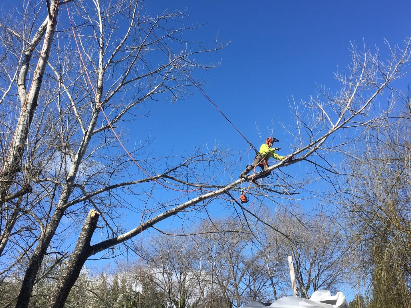 Certified arborist limb-walking a large hardwood during a tree removal in Humboldt County