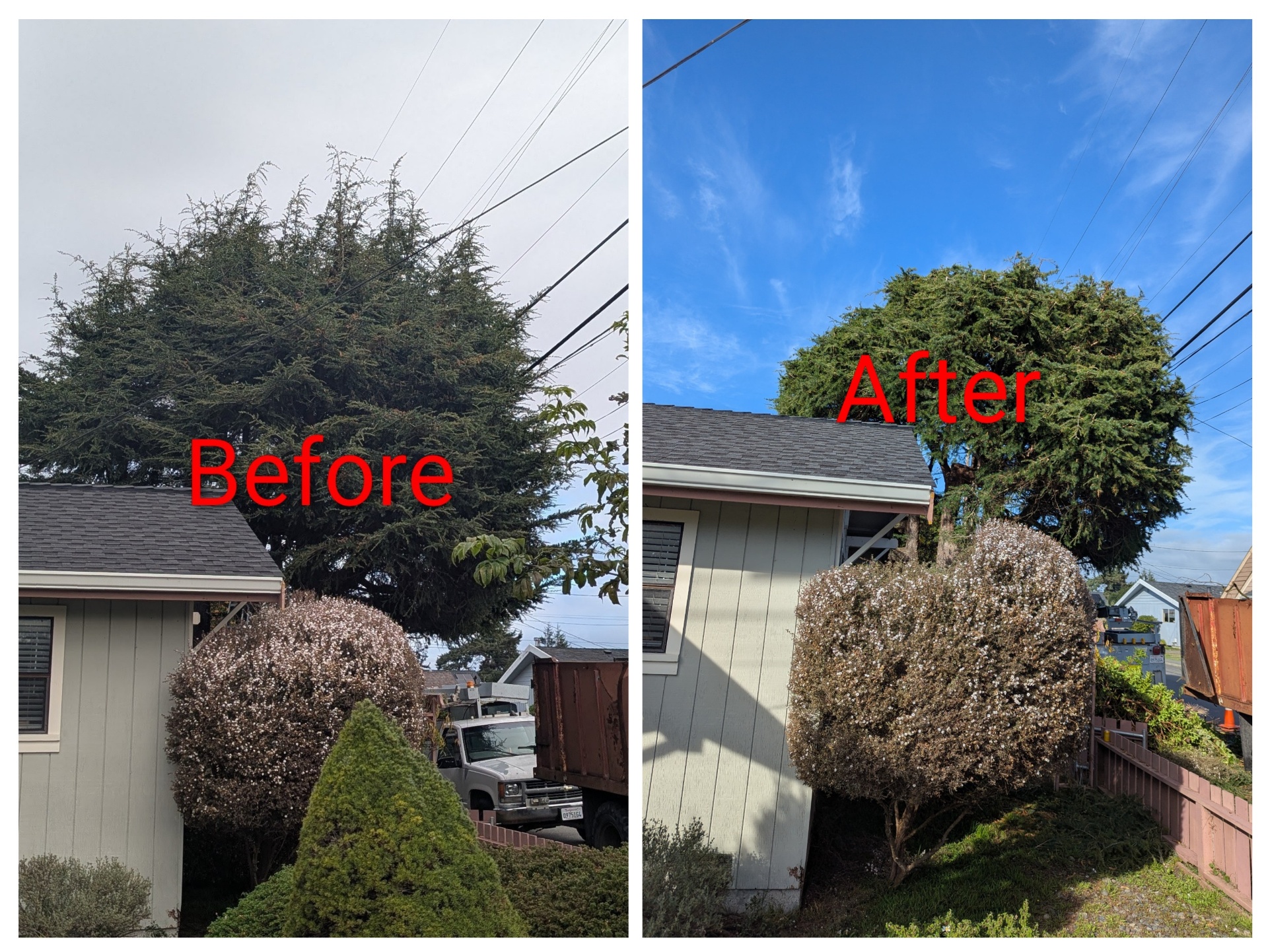 Before and after photo of professional tree shaping in Humboldt County