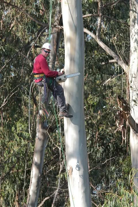 Climber working high in a eucalyptus on a Humboldt County property