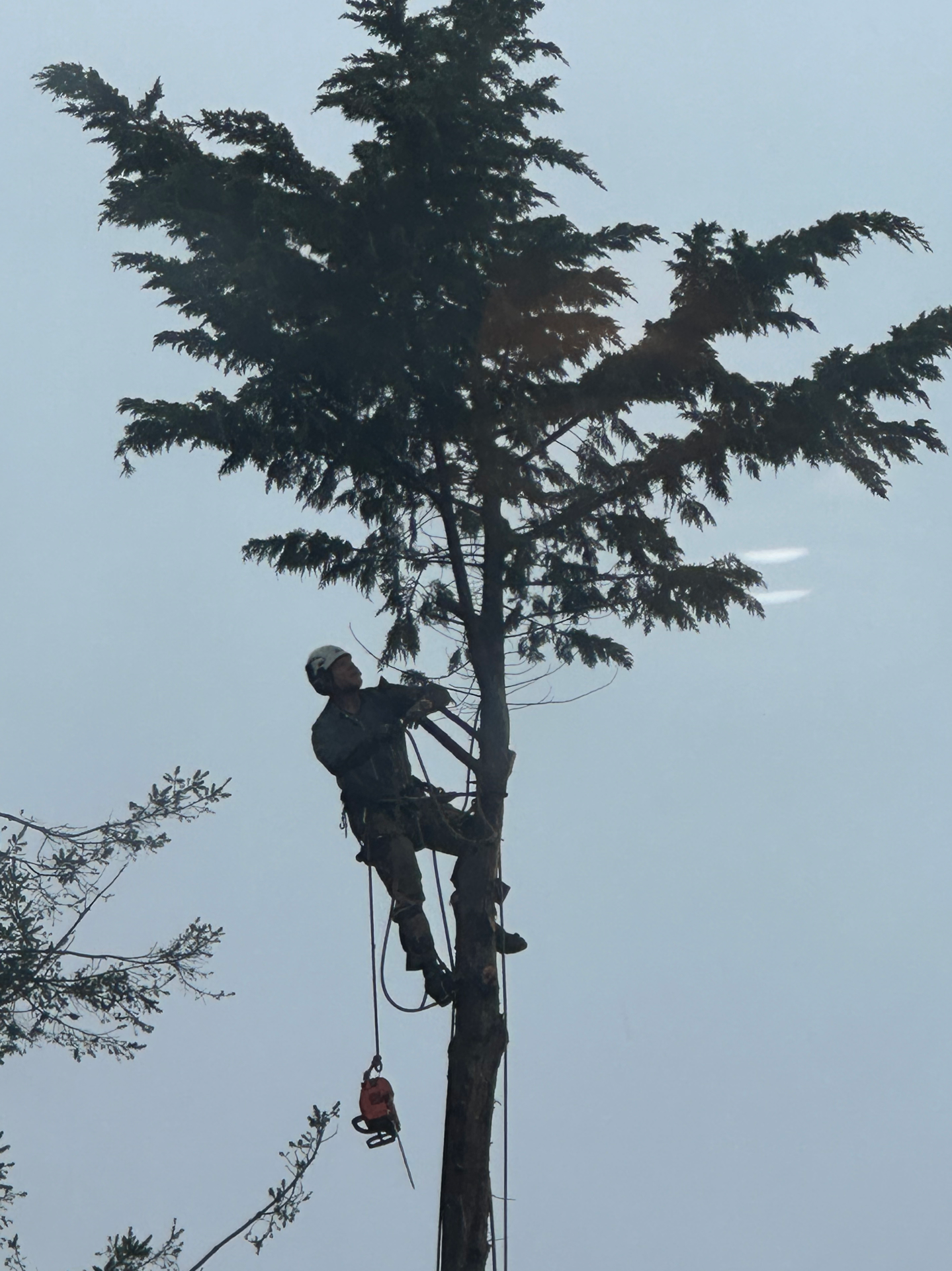 ISA certified arborist climbing a tall conifer in Humboldt County